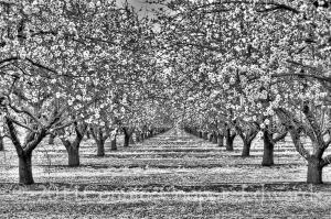 Almond blooming season